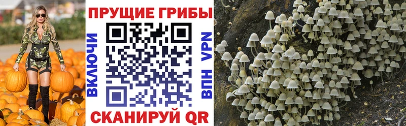 Купить  Валдай  Галлюциногенные грибы Cubensis 